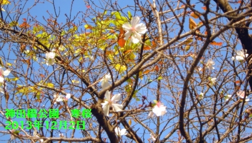 神田橋公園の寒桜