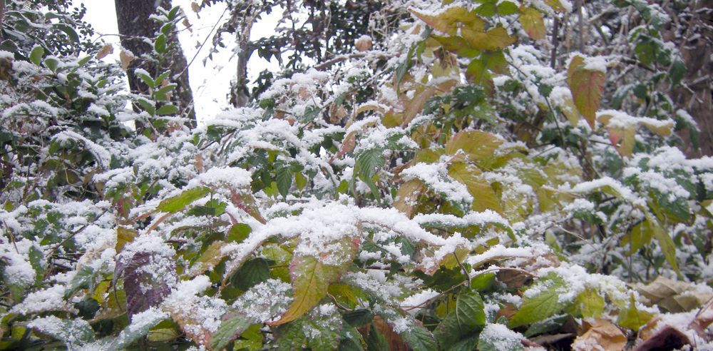 写真：生け垣の雪をかぶった葉っぱ